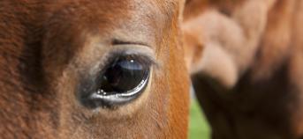 close-up van paard hoofd