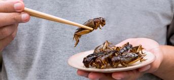 insecten eten bord