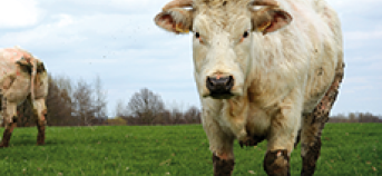Foto koe op gras