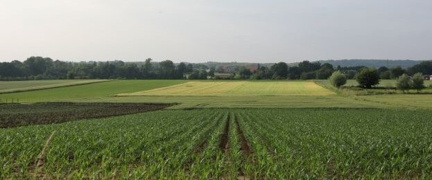 Landbouwlandschap met oa mais