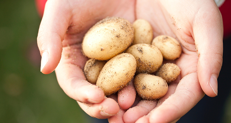 hand met jonge kleine aardappelen met wat zand rond