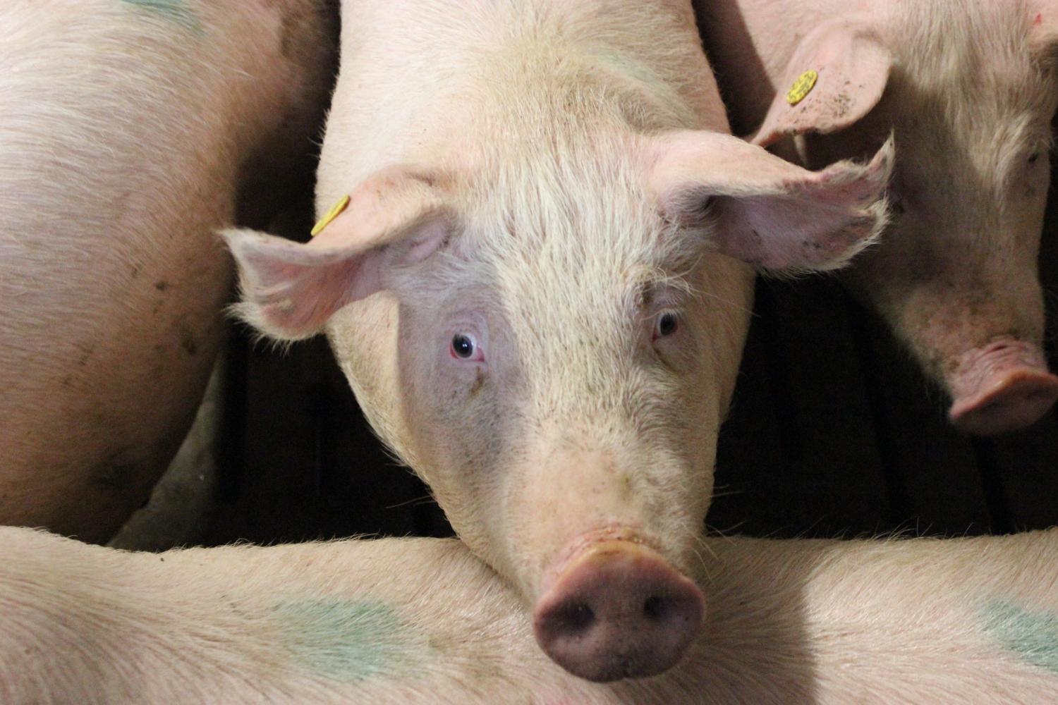 Dit varken vertoont een duidelijke maar niet extreme (bruine) traanstreep (vermoedelijk stressgerelateerd), het hard oogwit zelf is mooi wit 