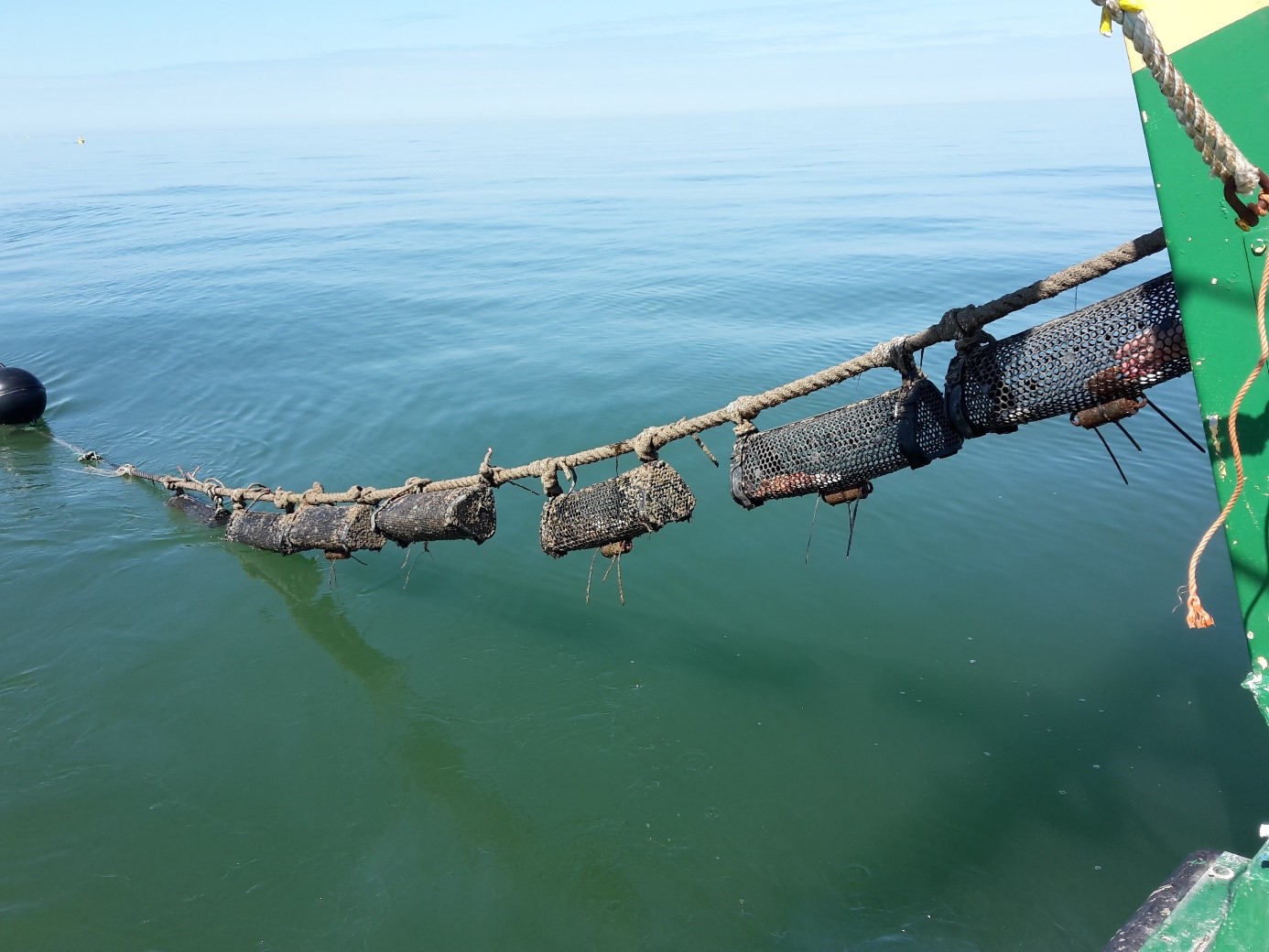 longline systeem: kabel onder waterlijn tss boeien met gevulde sokken met schelpdieren
