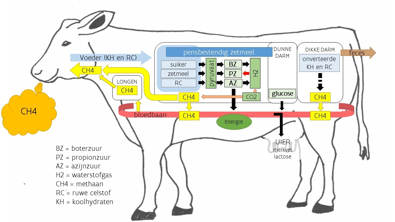 Schematisch overzicht van de koolhydraatvertering en de methaanproductie in de koe (ILVO)