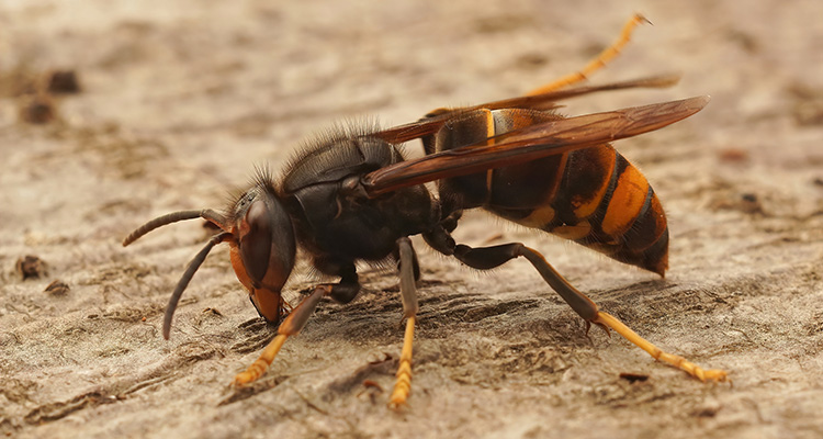 Close-up van de Aziatische hoornaar