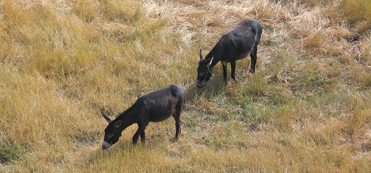 2 donkerbruine ezels in een veld met geel groen gras