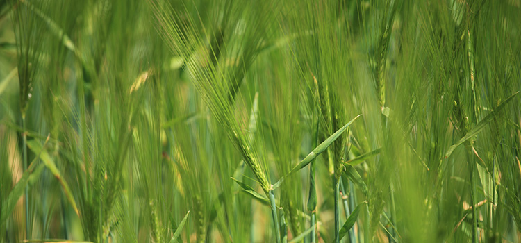 detailfoto van groene tarwe in het veld