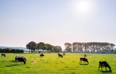 koeien landschap zon zomer lente