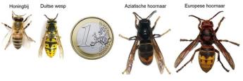 Foto van klein naar groot: Honingbij - Duitse wesp - 1 euro muntstuk - Aziatische hoornaar - Europese hoornaar