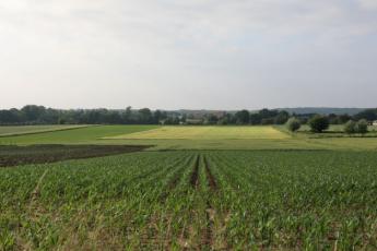 landschap met percelen mais