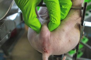 Castreren kan voortaan alleen onder verdoving (Foto ILVO) - beschrijving: varkenshouder neemt teelbal big vast.