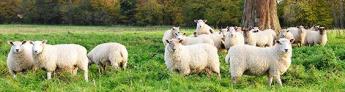 schapen in de wei