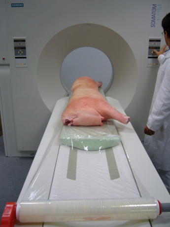 Half varkenskarkas in een CT-scan