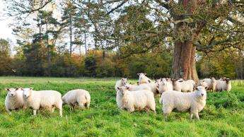 schapen weide gras kudde