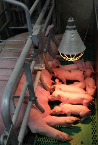 Figuur 1 Het kraamstalmanagement is er op gericht zoveel mogelijk levend geboren biggen te spenen, bij voorkeur bij de eigen moeder of bij een pleegmoeder