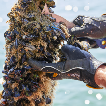 Mossels in handen van oogster