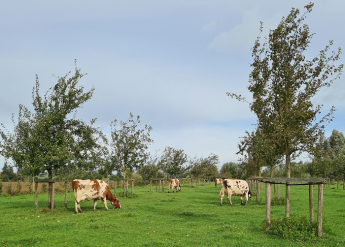 Agroforestry: Bomen in de weide bieden onder andere schaduwplaatsen voor de runderen
