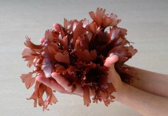 Rode algen, dulse