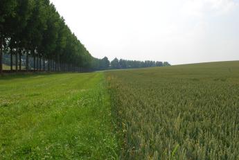 Foto van grasbufferstrook tegen erosie