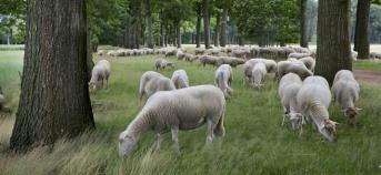 Grazende schapen