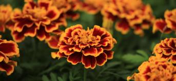 oranje bloem sierteelt close-up