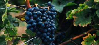 Blauwe druiven wijnrank boom