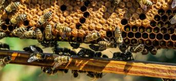 groep bijen in een honingraad