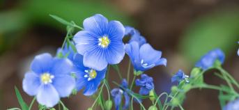 vezelvlas bloem blauw close-up