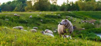 witte schapen in de wei, zon