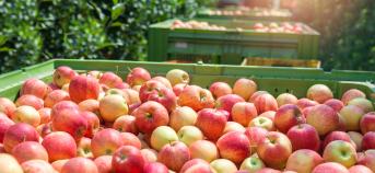 appels plukken veld tractor bakken