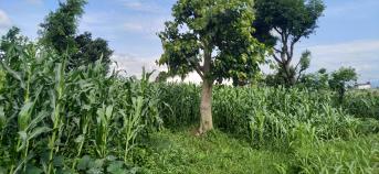 bebossing agroforestry bomen struiken groen maïs