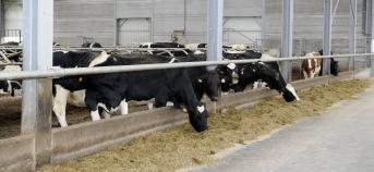 voedermanagment koeien stal rundvee