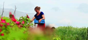 sierteelt vrouw plukt groenten veld gras