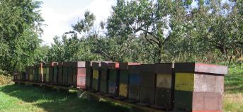 Bijenkasten op een rij in een fruitboomgaard