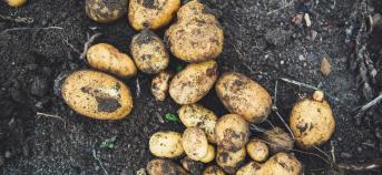 aardappelen grond veld modder