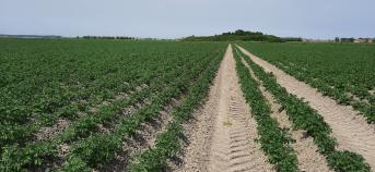 aardappelveld met tekenen van droogte