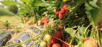 Korte keten in Vlaanderen 2023 - aardbeien