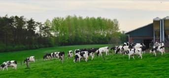 Sfeerfoto koeien in de weide