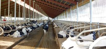 Ammoniakemissiereductie stal rundvee