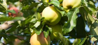 Appels in de boom