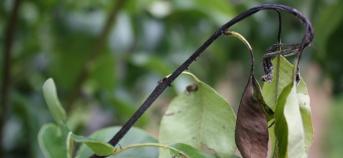 Bacterievuur: scheutinfectie bij peer