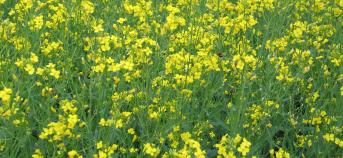 koolzaad bloemen geel weide gras nateelt vanggewas