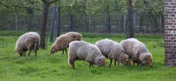 Vossekopschapen in Bokrijk