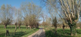 weg tussen graslanden en bomen