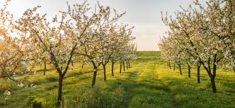 fruitbomen met bloesem