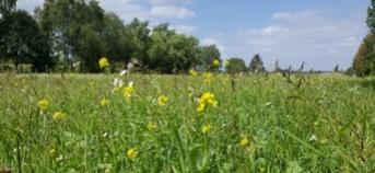 Veld met bloemen