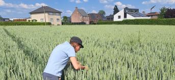 Controleur die graanaren onderzoekt in het veld
