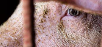 Close-up van varkenskop