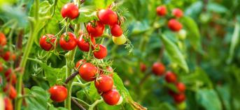Tomaten