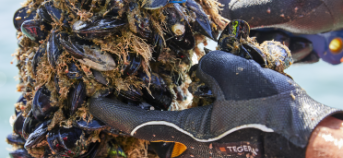 Mossels in handen van oogster